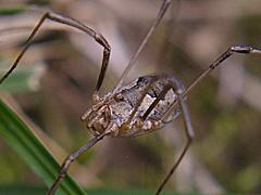 Common Harvestman